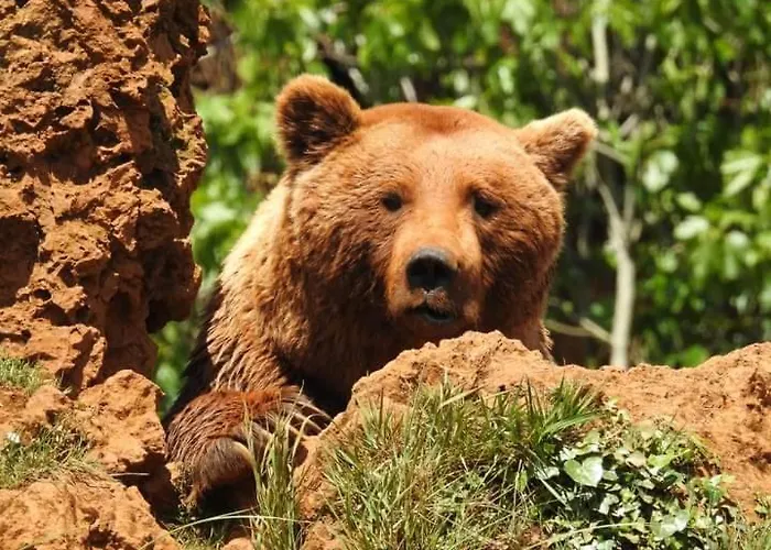 Rosales 아파트 암푸에로